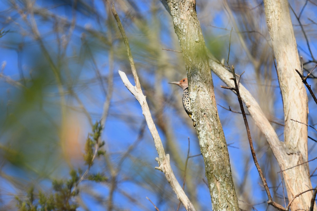 Northern Flicker (Yellow-shafted) - ML646551433