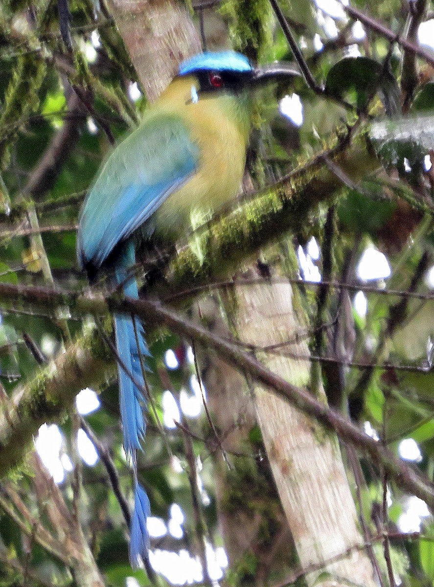 bergmotmot - ML646551434