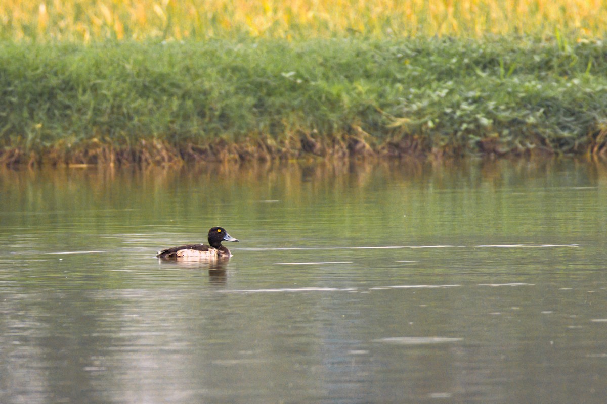 Tufted Duck - ML646551435