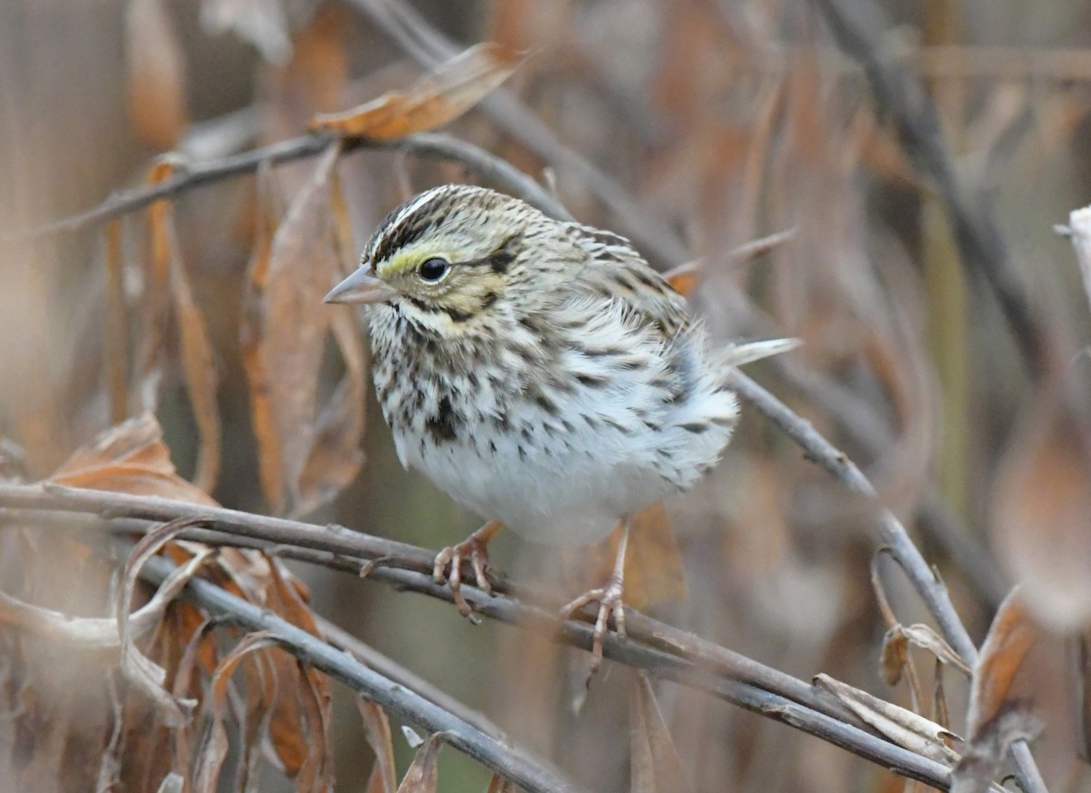Savannah Sparrow - ML646551441