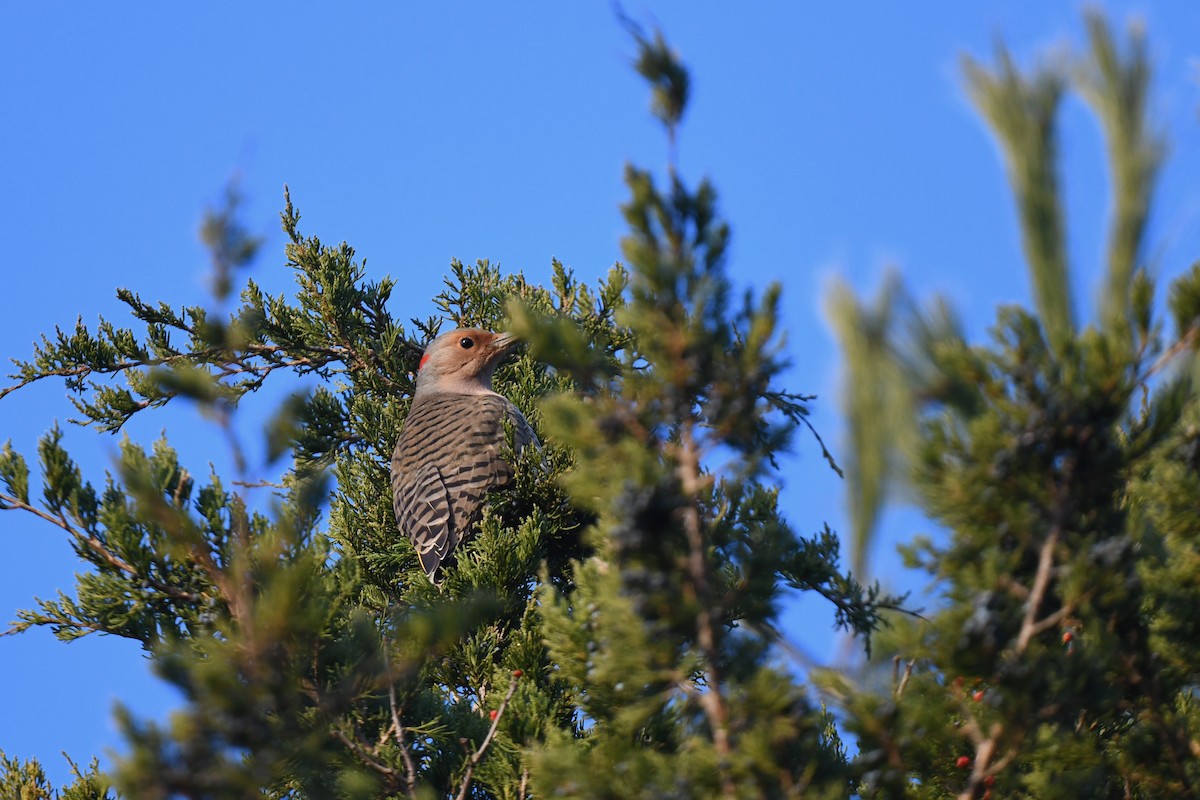 Northern Flicker (Yellow-shafted) - ML646551442