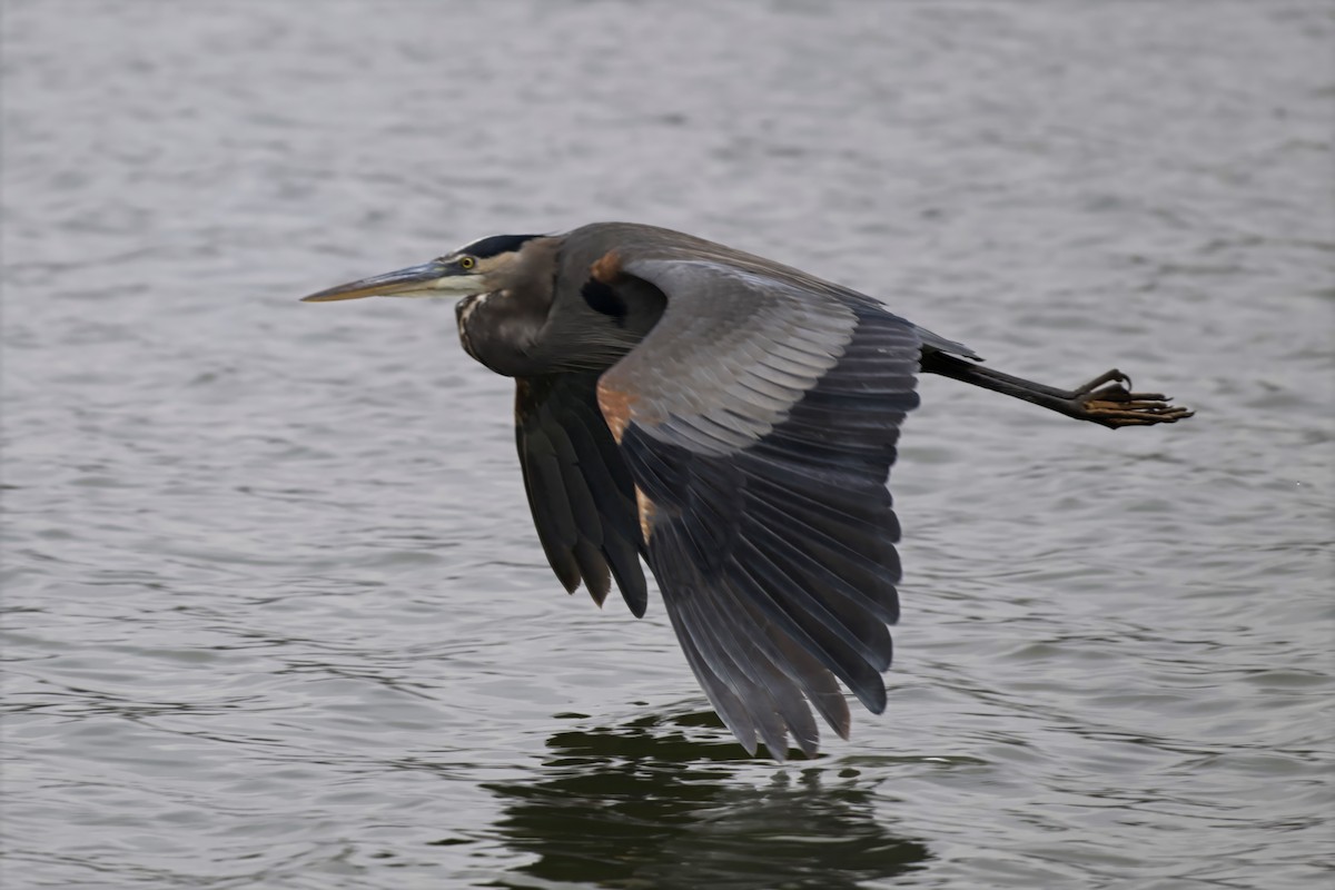Great Blue Heron - ML646551443
