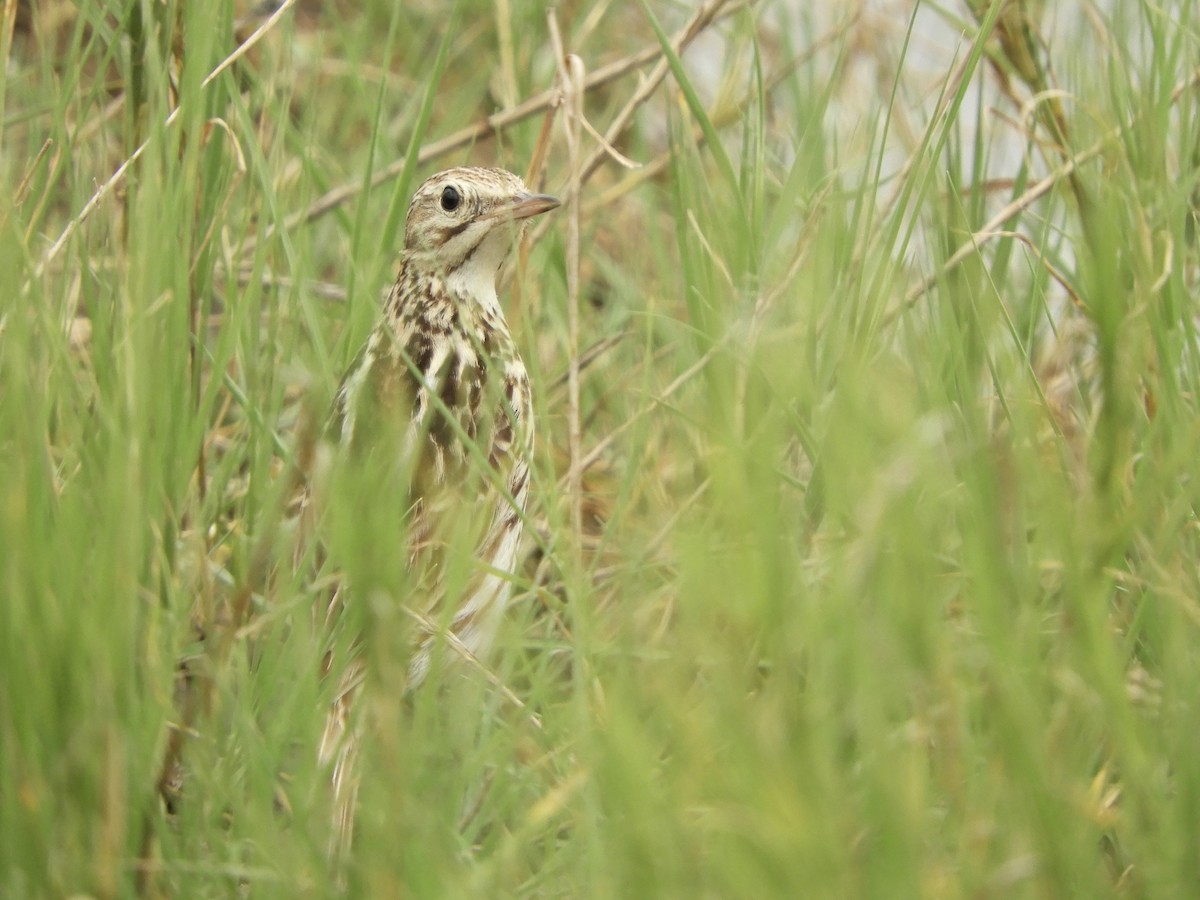 Correndera Pipit - ML646551444