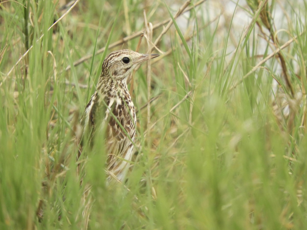 Correndera Pipit - ML646551445