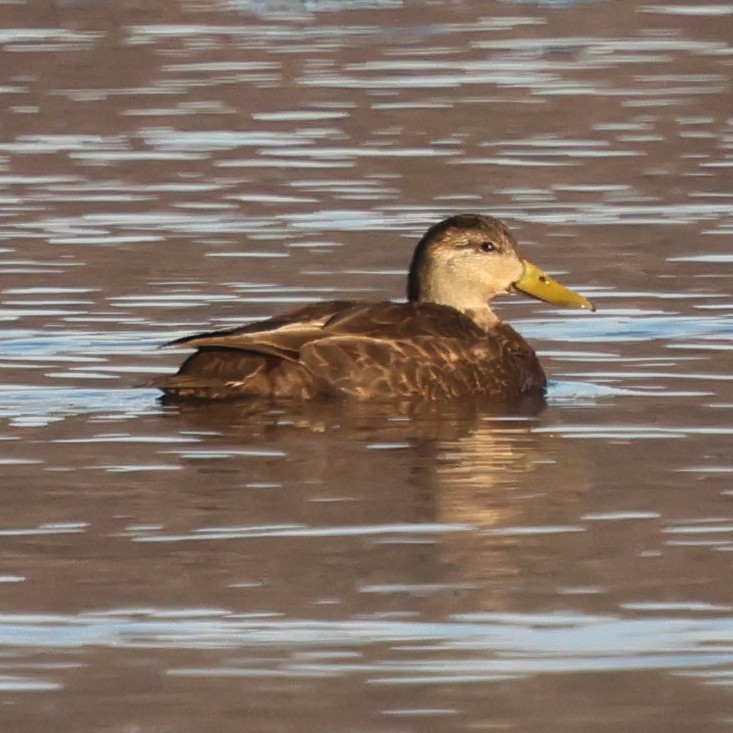 American Black Duck - ML646551446