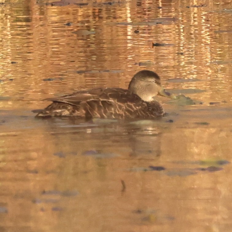 American Black Duck - ML646551447