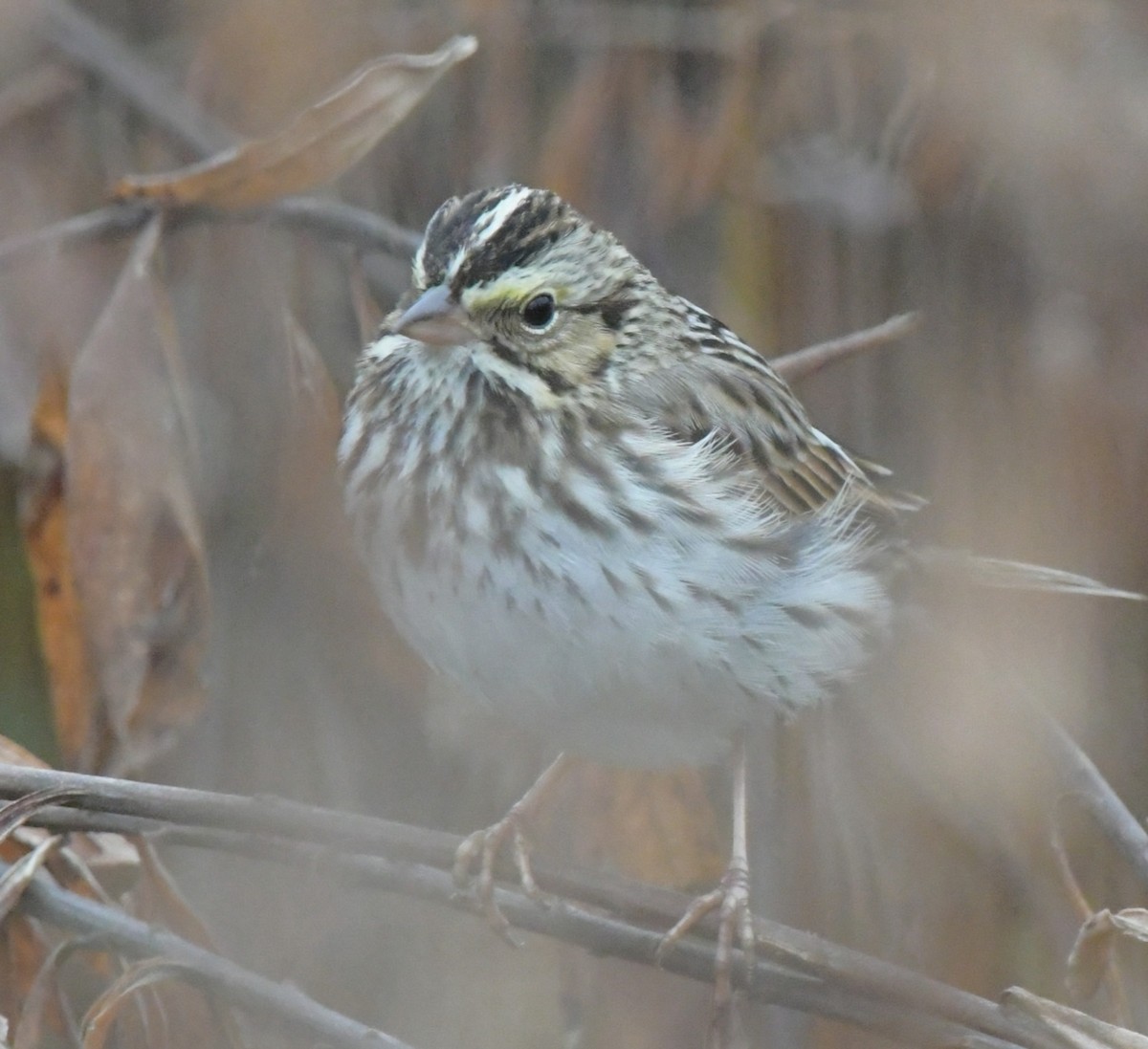 Savannah Sparrow - ML646551451