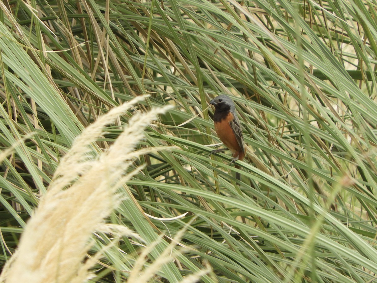 Dark-throated Seedeater - ML646551454