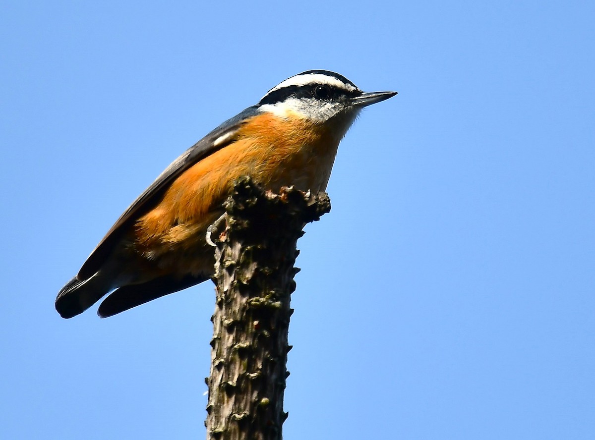 Канадский поползень - ML646551455