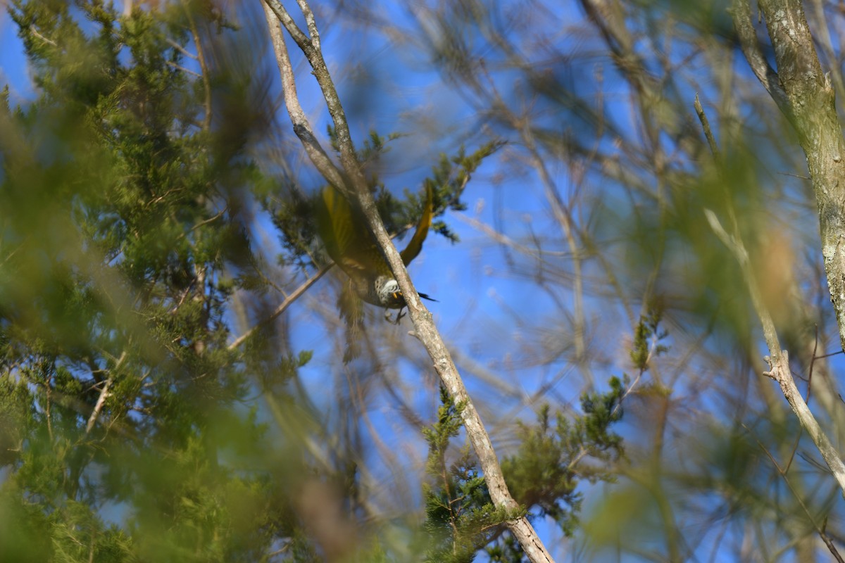 Northern Flicker (Yellow-shafted) - ML646551456