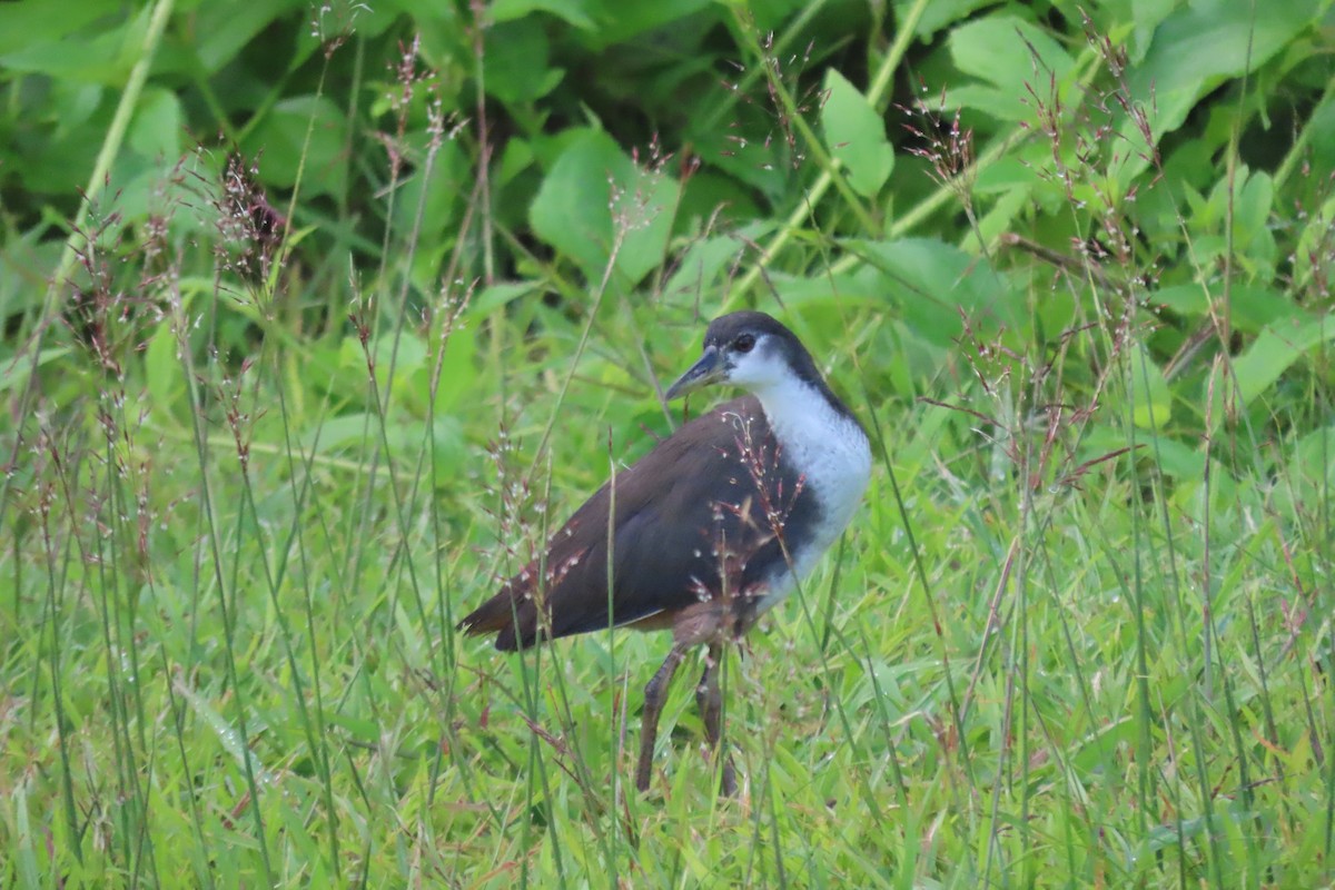 White-breasted Waterhen - ML646551457