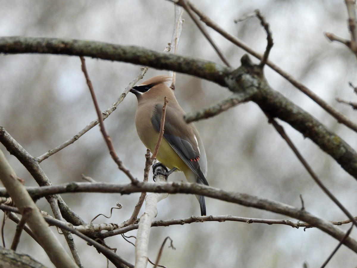 Cedar Waxwing - ML646551461