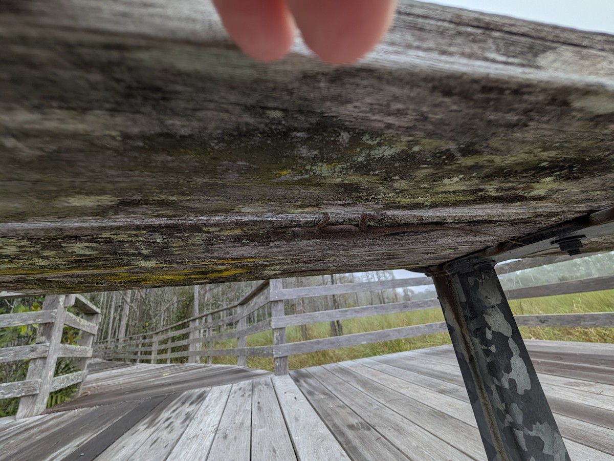 沙氏變色蜥 - ML646551462