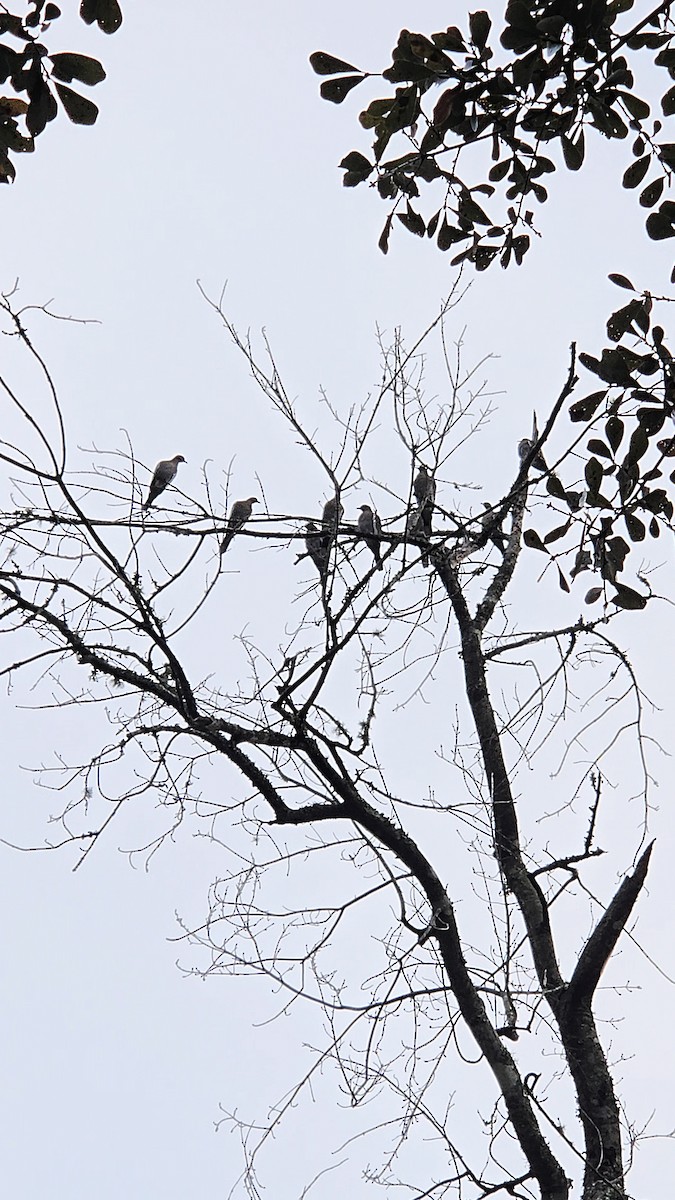 White-winged Dove - ML646551463