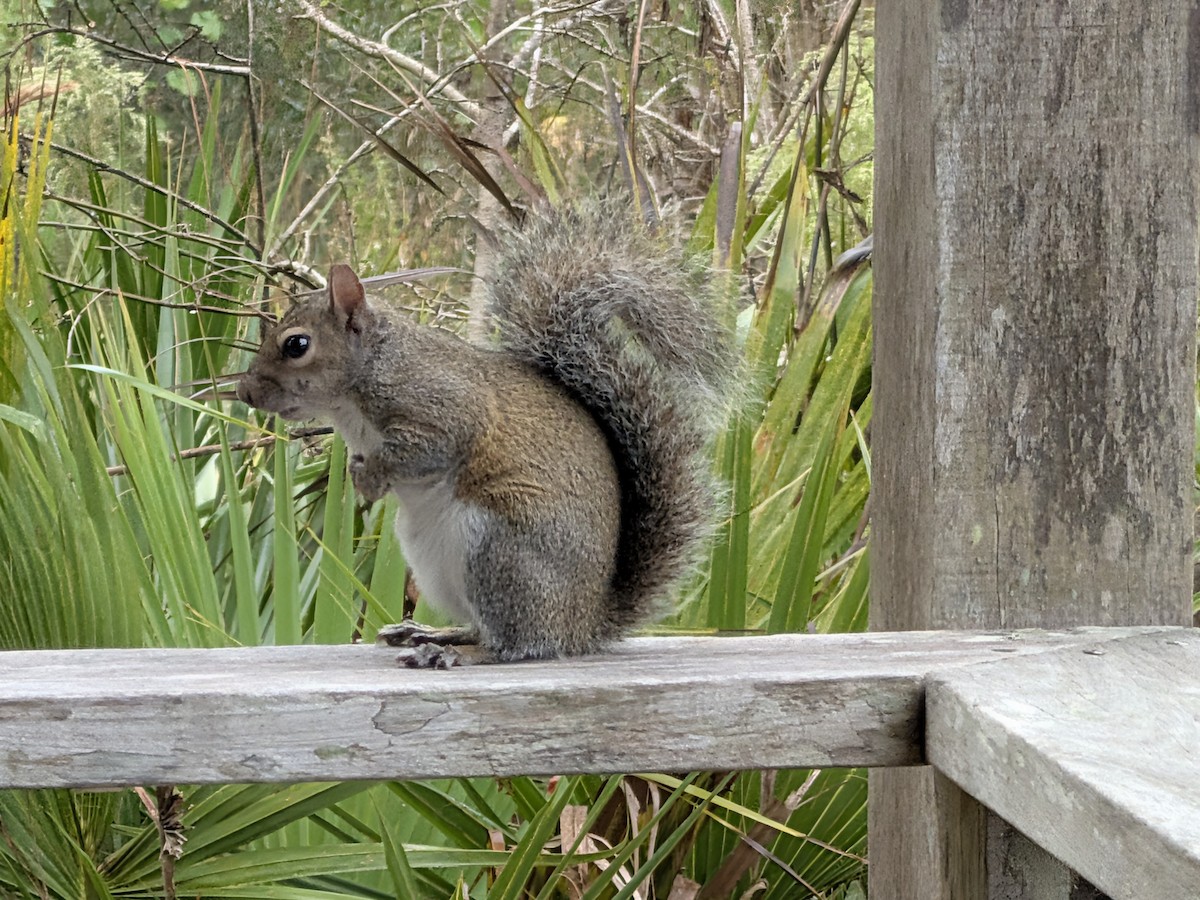 灰松鼠 - ML646551464