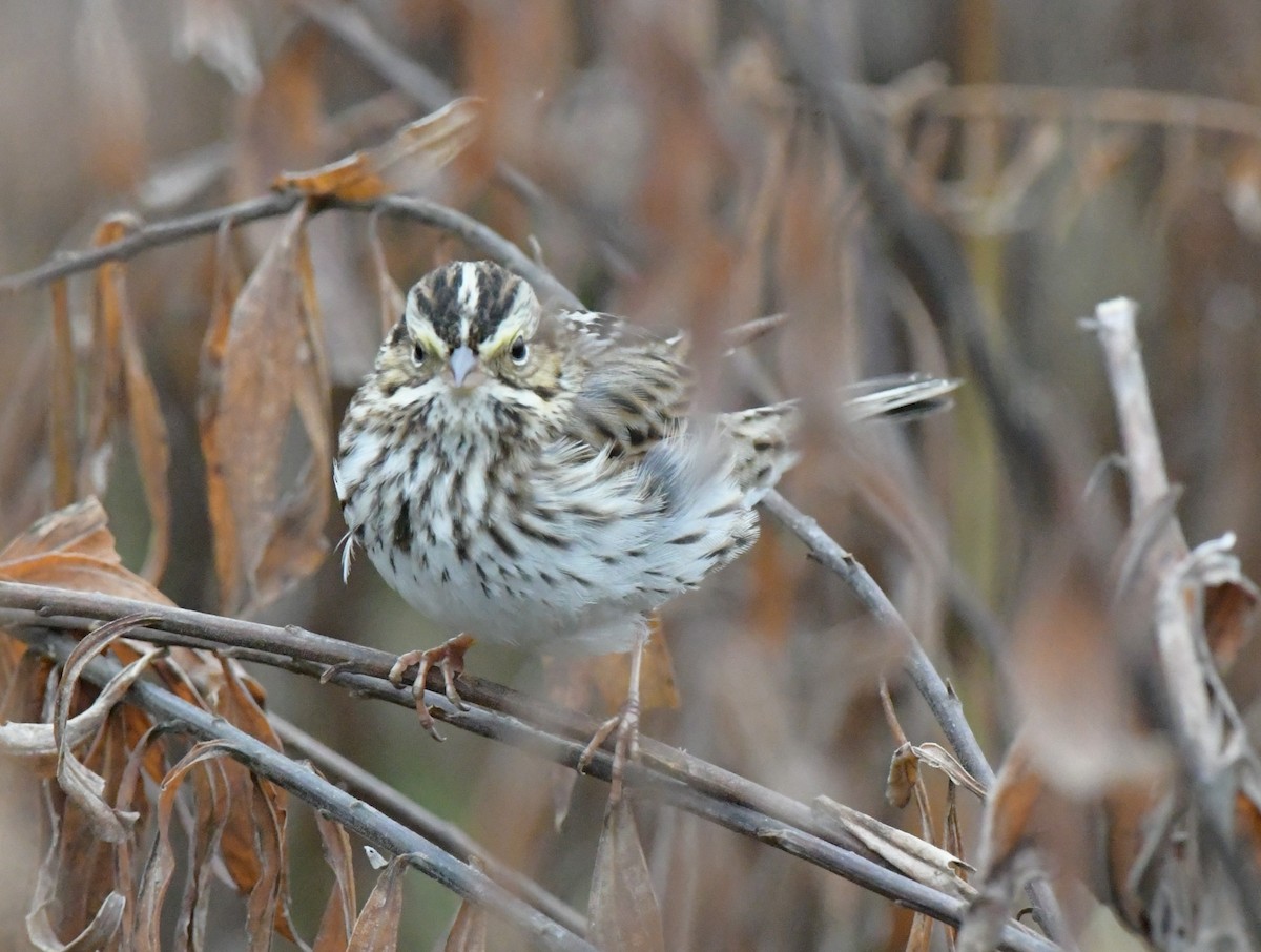 Саванная овсянка - ML646551465