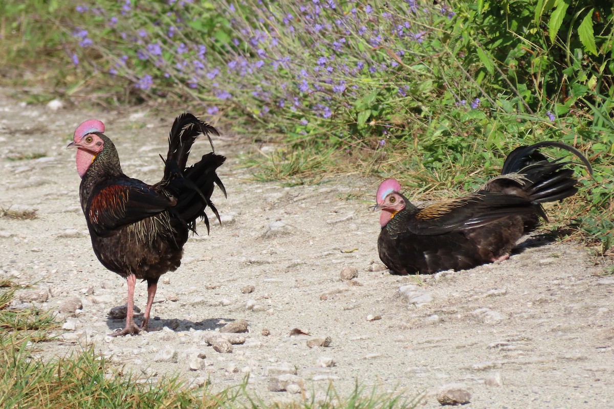 Green Junglefowl - ML646551466