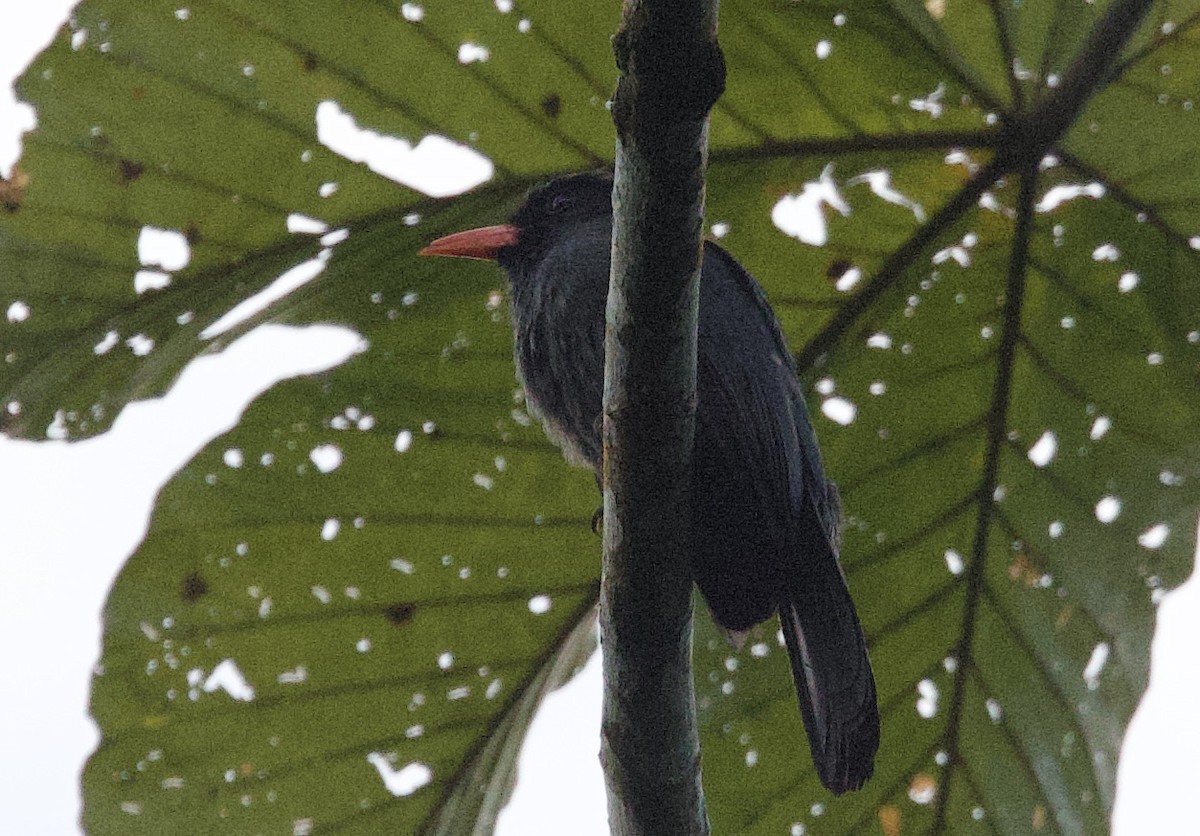 Чернолобая монашенка - ML646551467