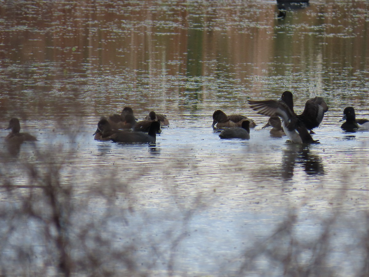 Американская свиязь - ML646551469