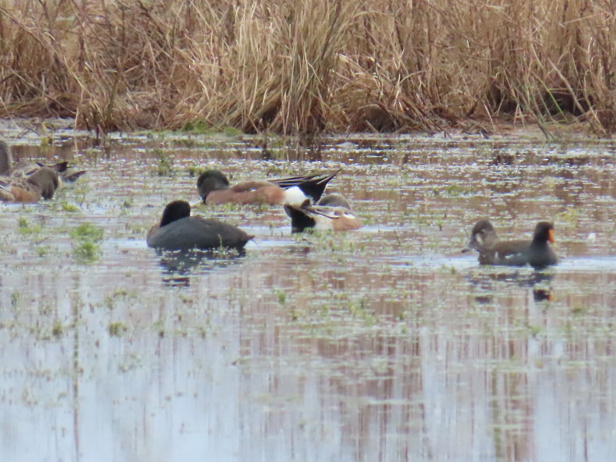 Американская свиязь - ML646551470