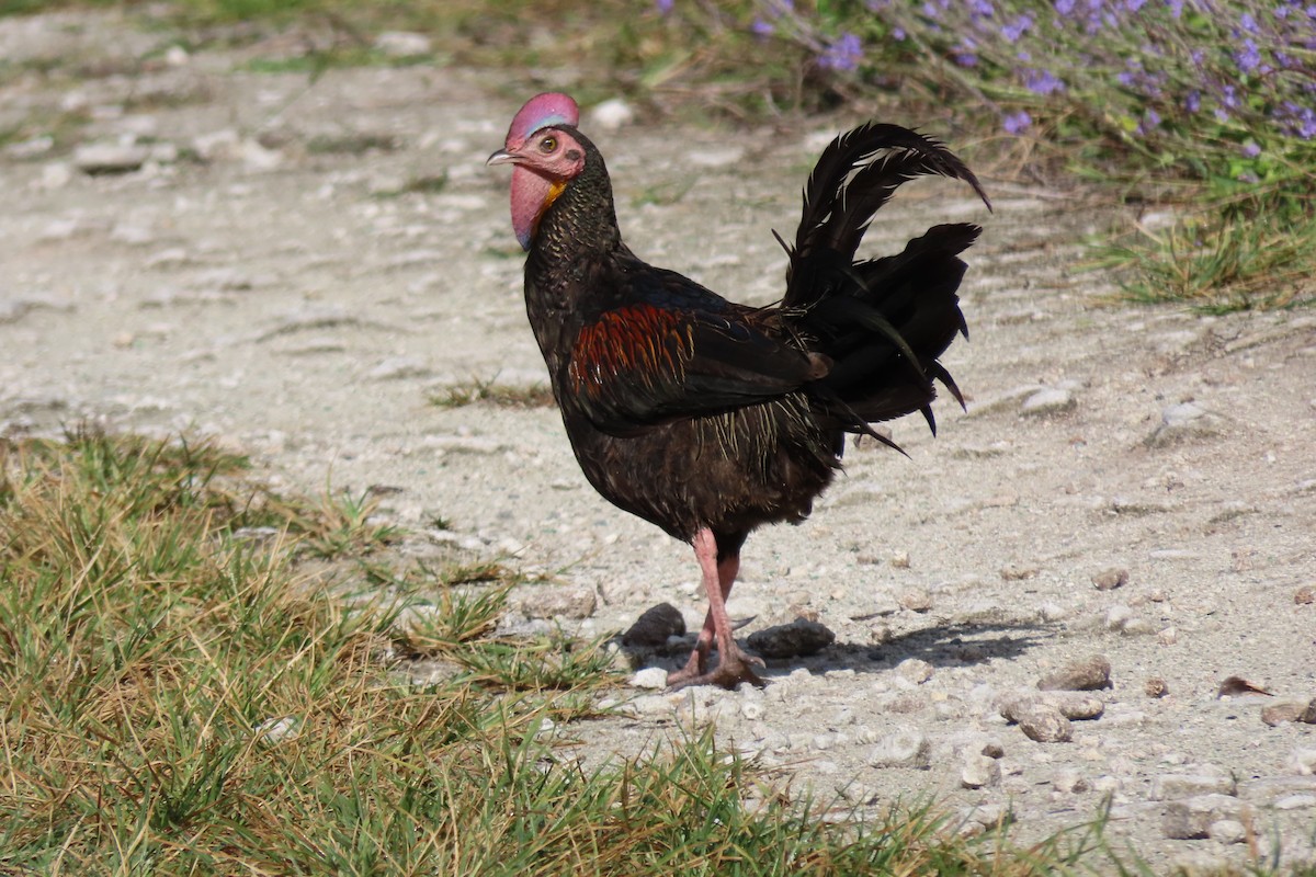 Green Junglefowl - ML646551474