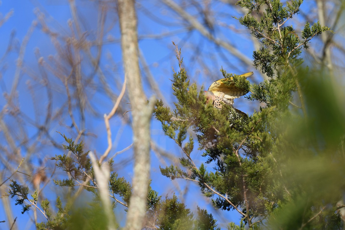 Northern Flicker (Yellow-shafted) - ML646551475