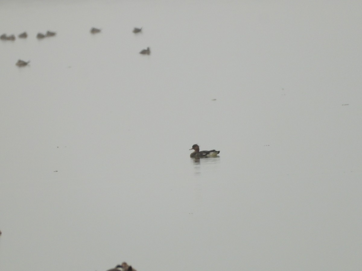 Длинноносый крохаль - ML646551476