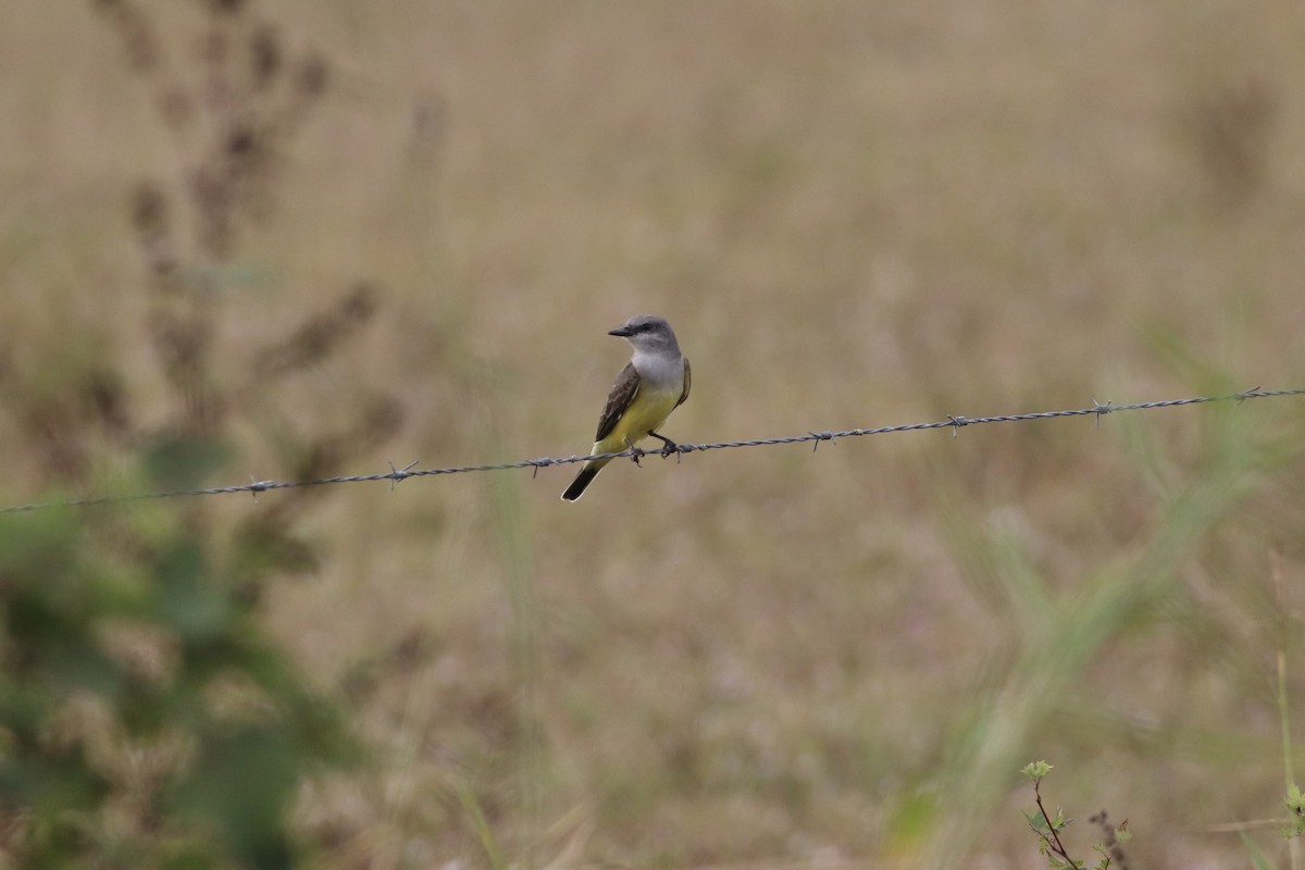 Западный тиранн - ML646551477