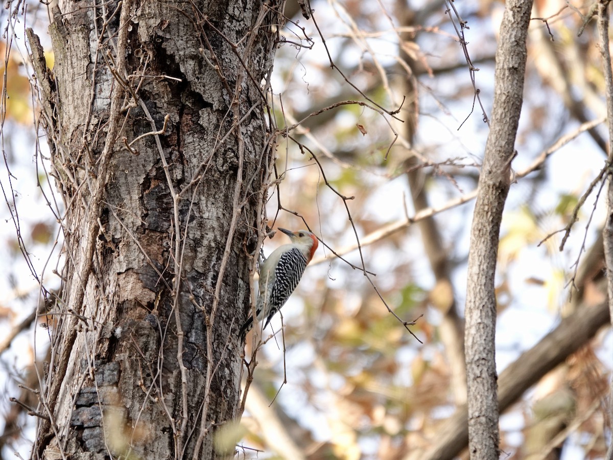 Red-bellied Woodpecker - ML646551479