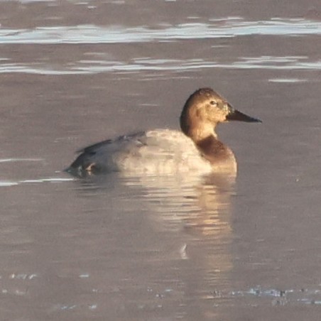 Canvasback - ML646551480