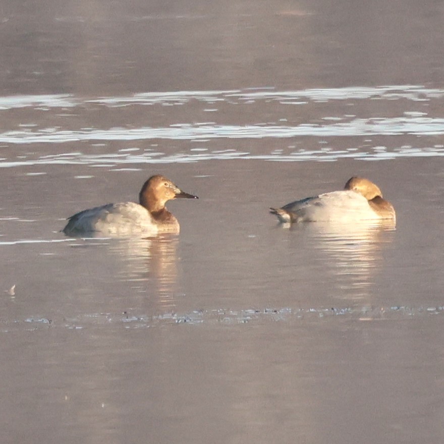 Canvasback - ML646551481