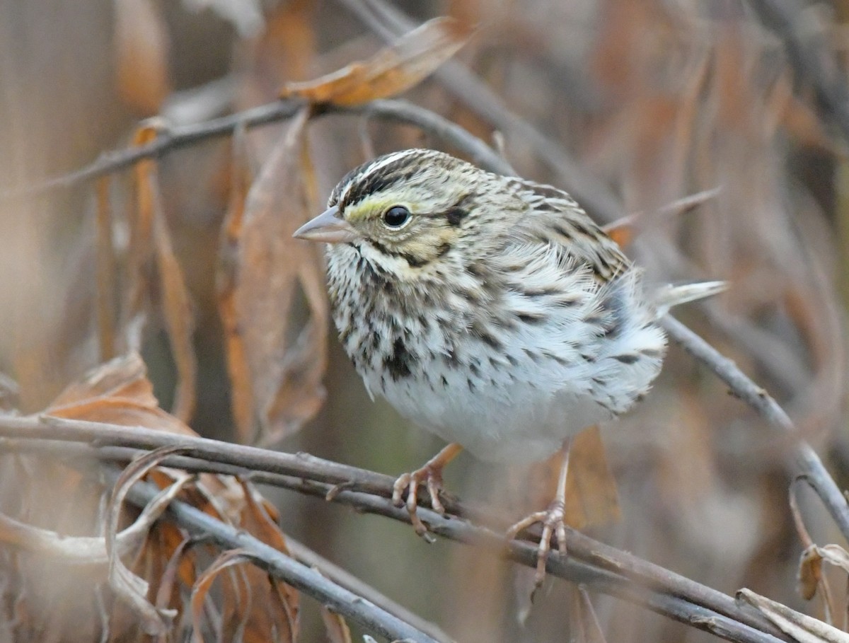 Саванная овсянка - ML646551482