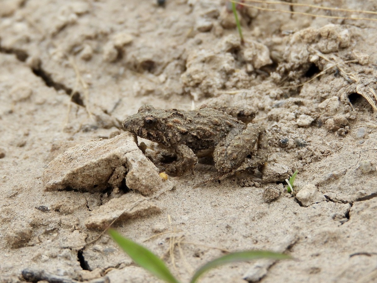 Hensel's Swamp Frog - ML646551483