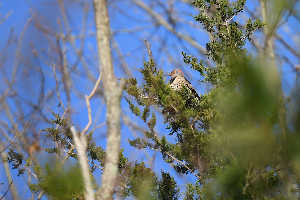 Northern Flicker (Yellow-shafted) - ML646551489