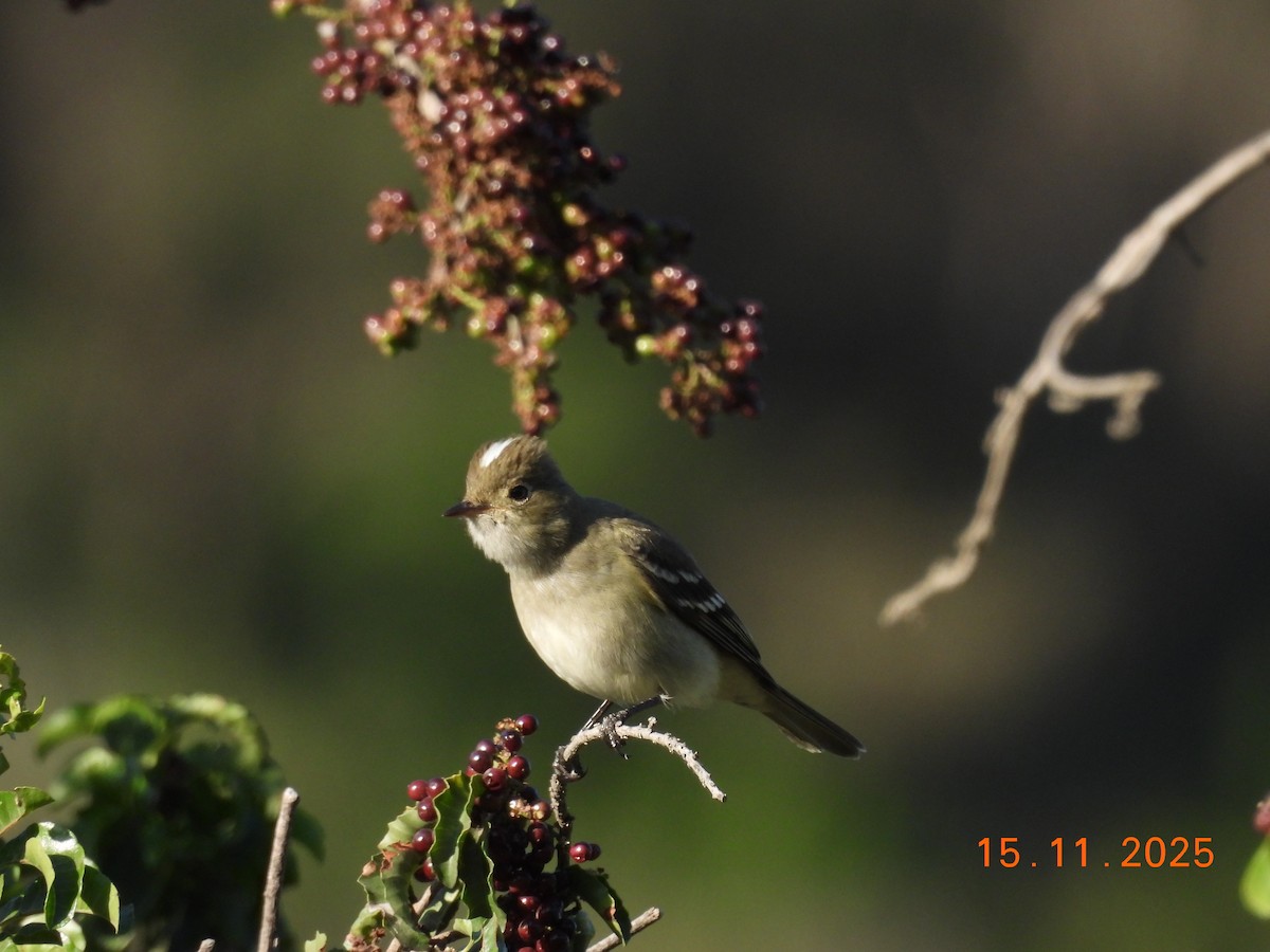 White-crested Elaenia - ML646551492