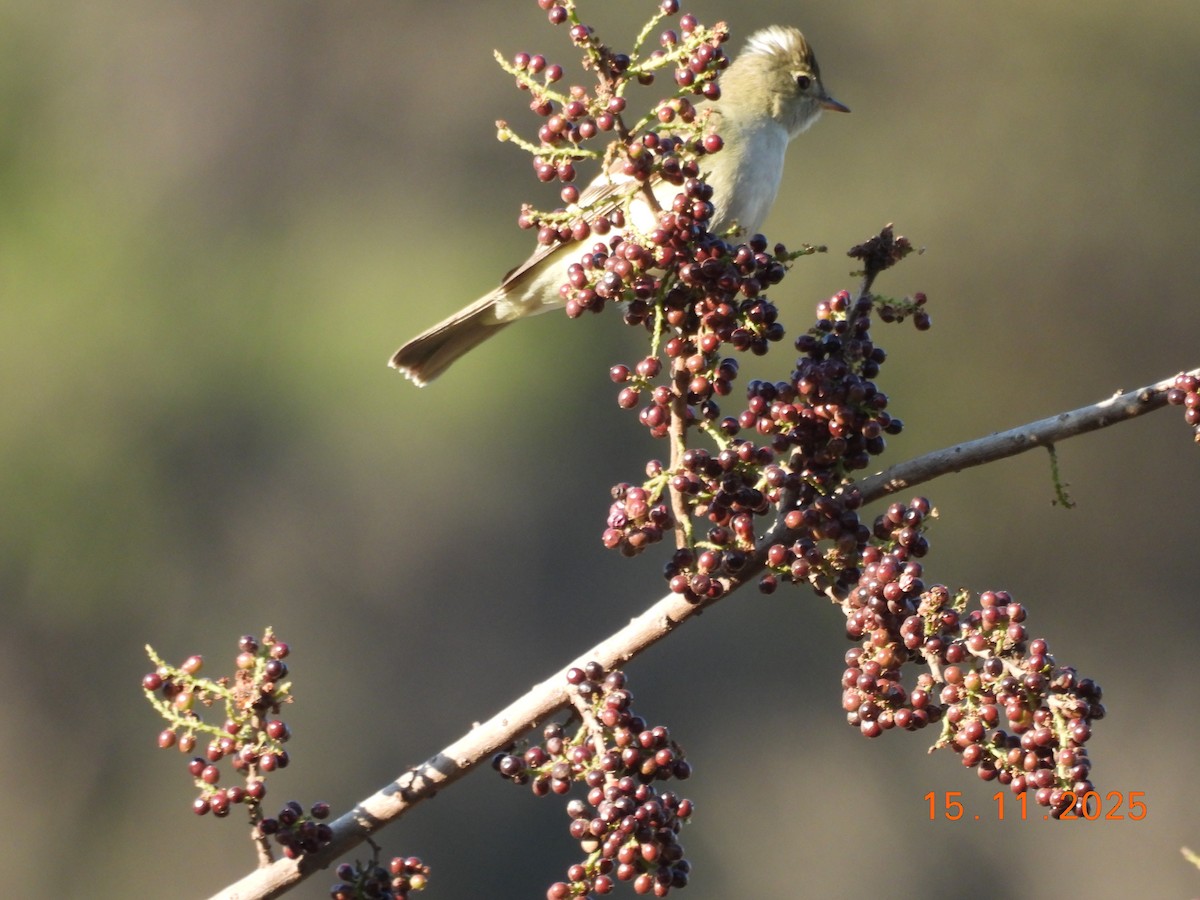 White-crested Elaenia - ML646551493