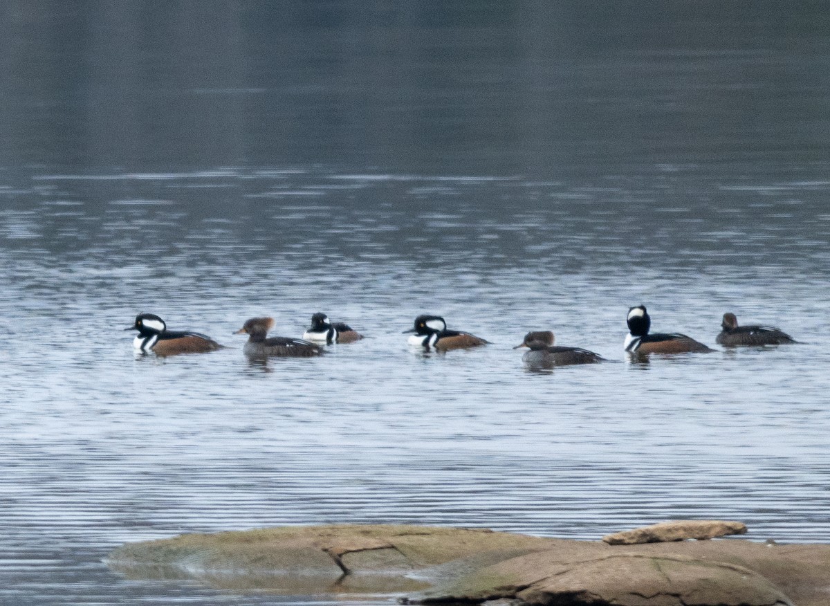 Hooded Merganser - ML646551494