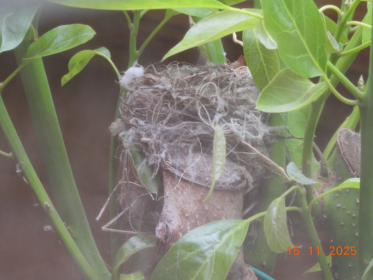 White-crested Elaenia - ML646551495