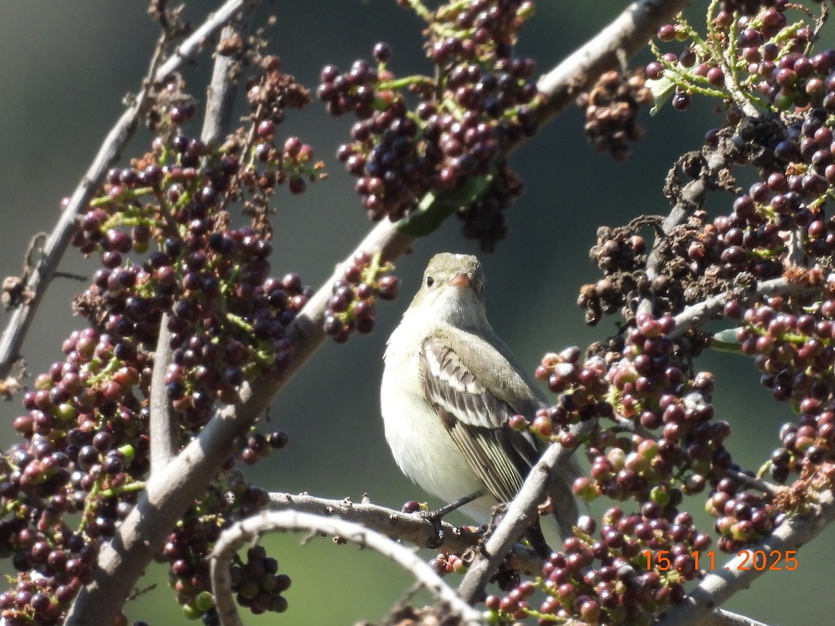 White-crested Elaenia - ML646551496