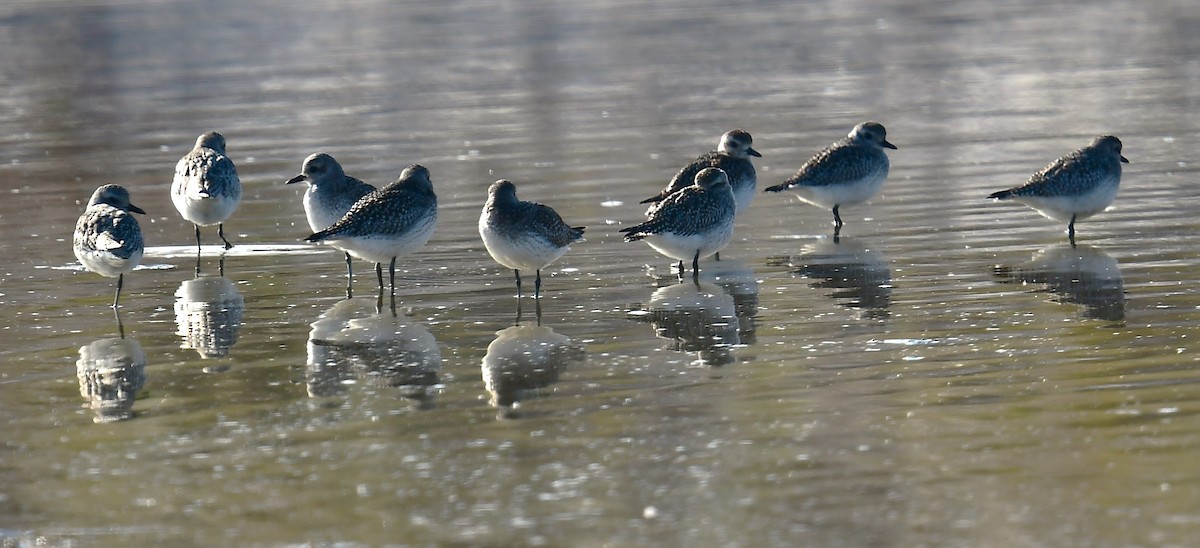 Chorlito Gris - ML646551498