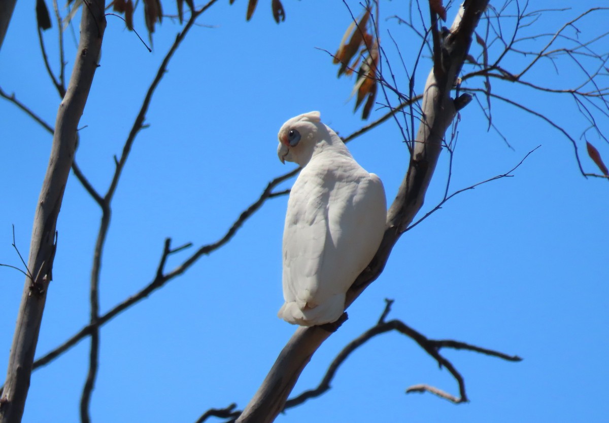 Küçük Korella Kakadusu - ML646551501