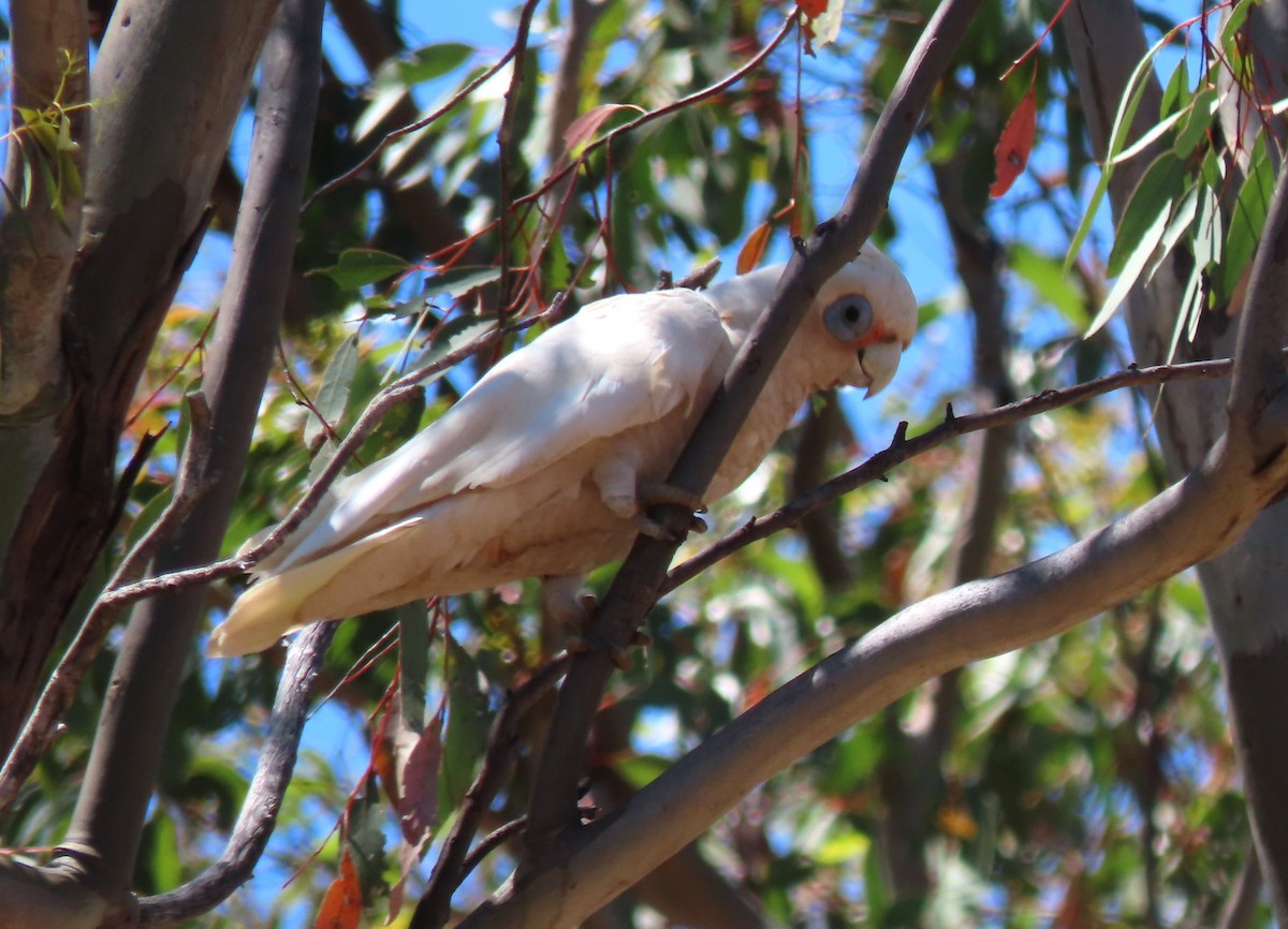 Küçük Korella Kakadusu - ML646551502