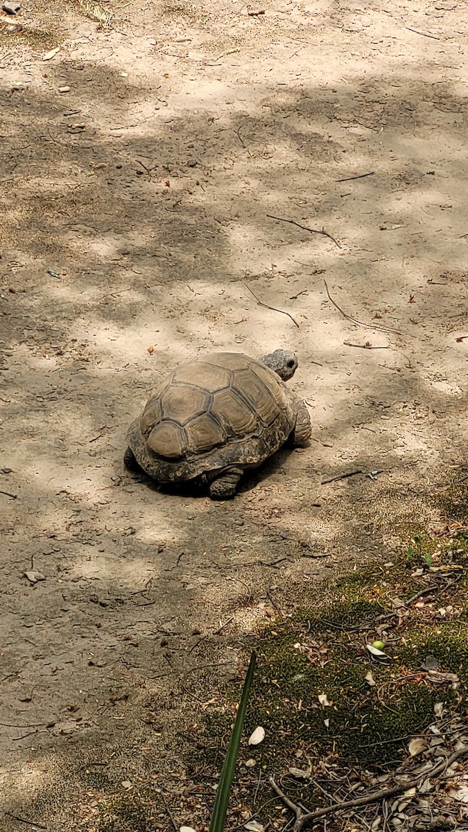 Animali - ML646551504