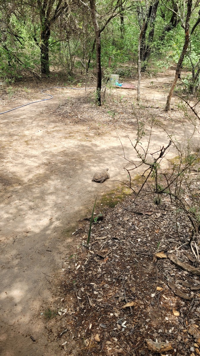 Animali - ML646551505