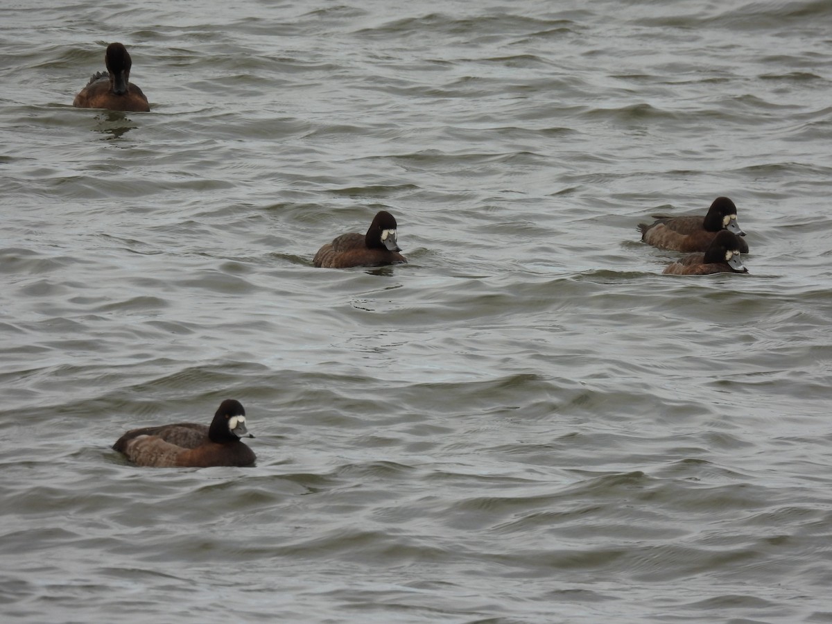 bergand - ML646551506