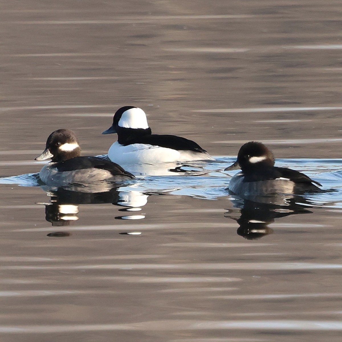 Bufflehead - ML646551507