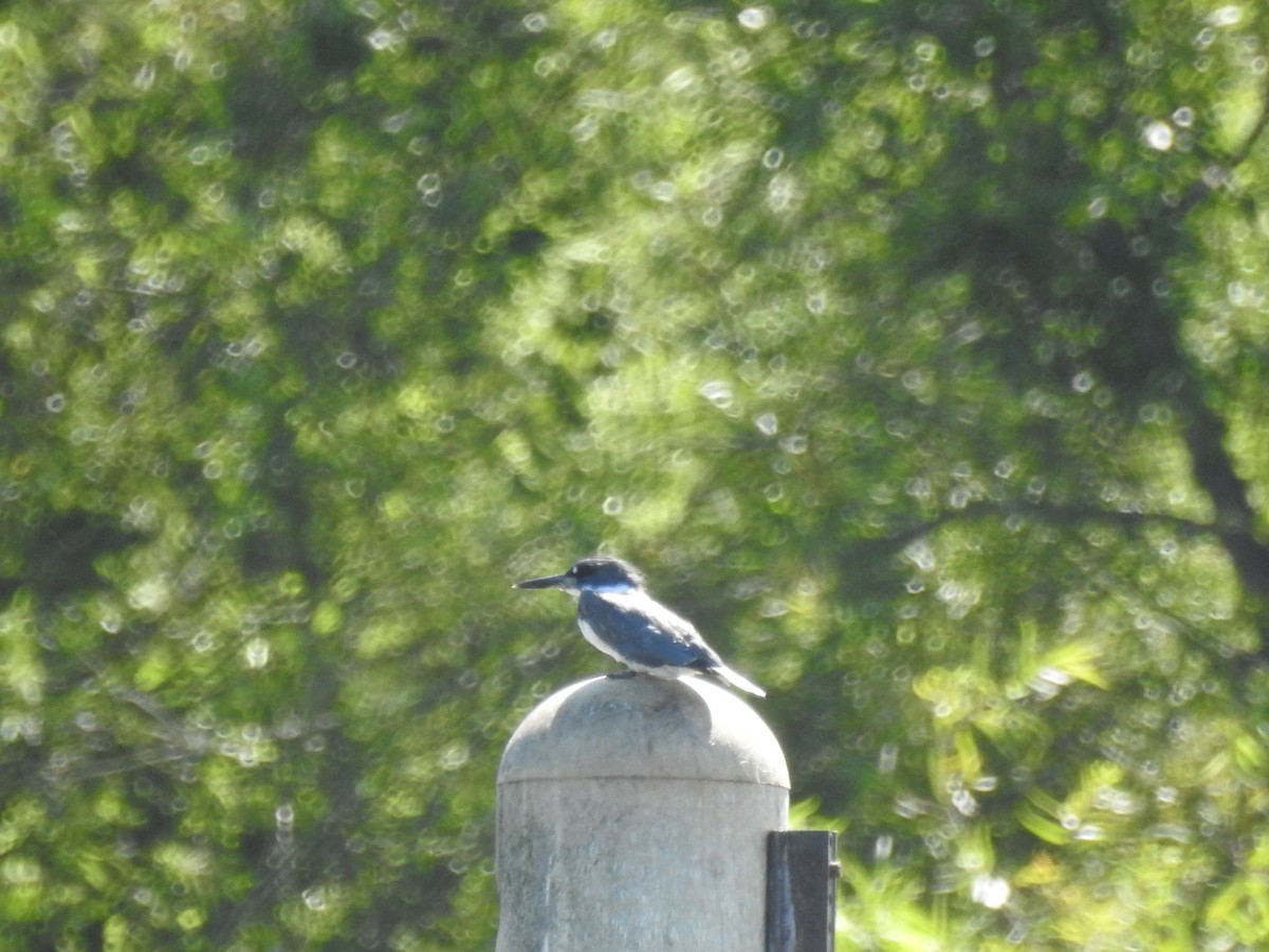 Belted Kingfisher - ML64655151