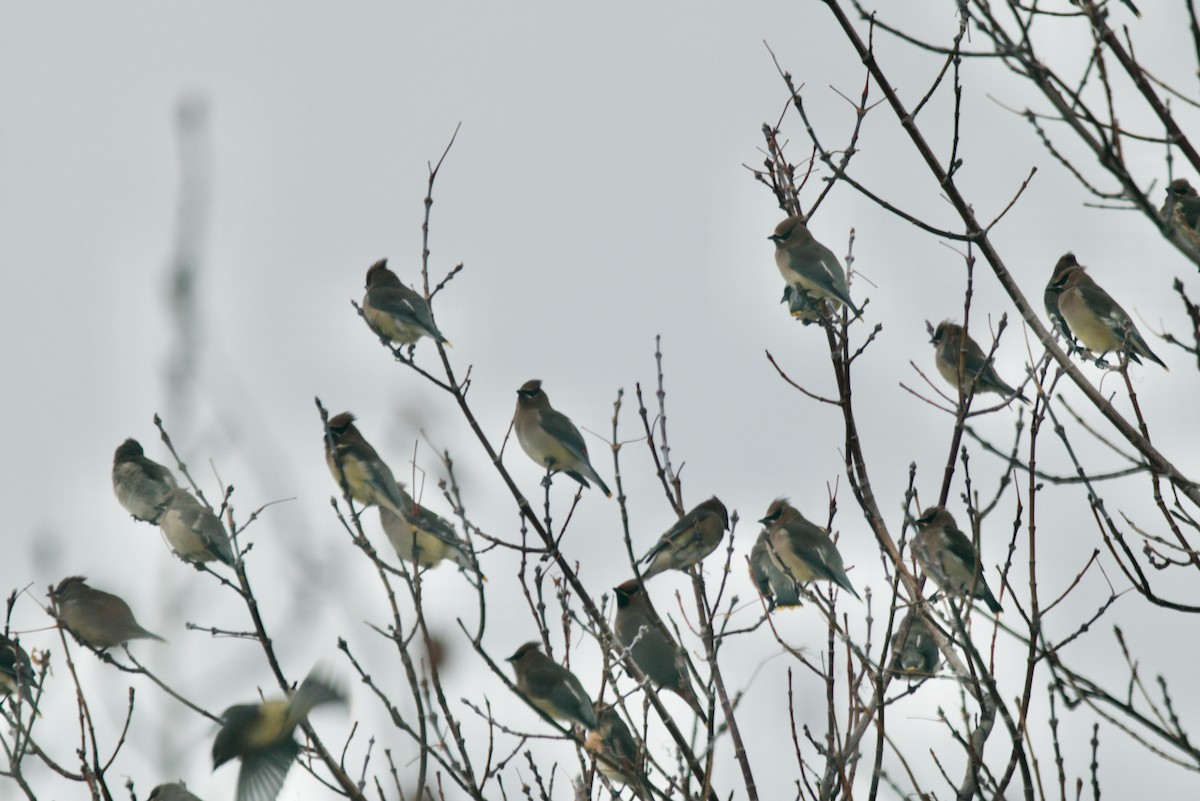 Cedar Waxwing - ML646551513
