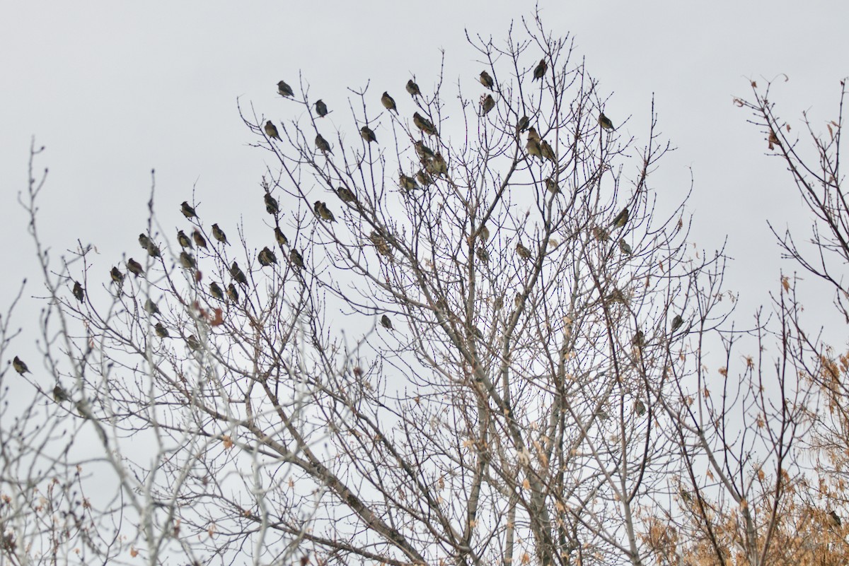 Cedar Waxwing - ML646551514