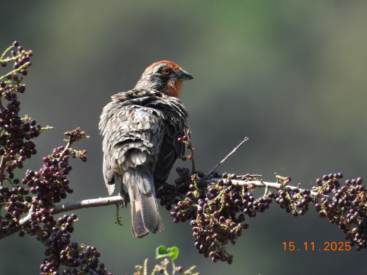 Rufous-tailed Plantcutter - ML646551516